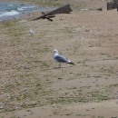 8.хохотунья.турали.4.05.12