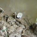 19.охотазмеинарыбу.турали.11.06.10