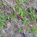 брусника.карануб.23.08.2011