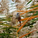 3.усат.син.тур.02.10.09