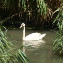 10.шипун.турали.3.08.12