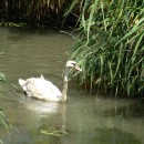 43.шипун.турали.3.08.12