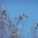 свиристель