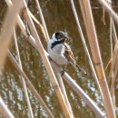 2.тростн.овс.турали11.03.11