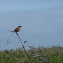 25.луг.чекан.тур.9.10.09