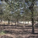 Кочубейская биосферная станция