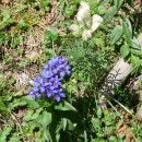 1.цветок.карануб.23.08.2011