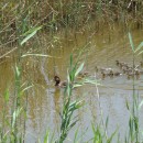 15.блогл.ныр.сптенц.турали.07.06.12