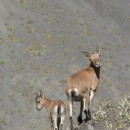 Туриха козленок