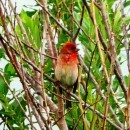 20.чечевица.матлас.8.07.10