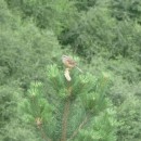 21.скальн.овс.25.7.09тлярош