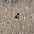 2.черногол.чекан.турали02.04.10