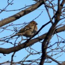 5.зяблик.плк.25.02.10