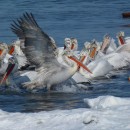 36.пелик.кудр.судоремзав.21.02.12