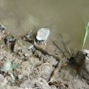 13.охотазмеинарыбу.турали.11.06.10